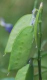 Vicia villosa