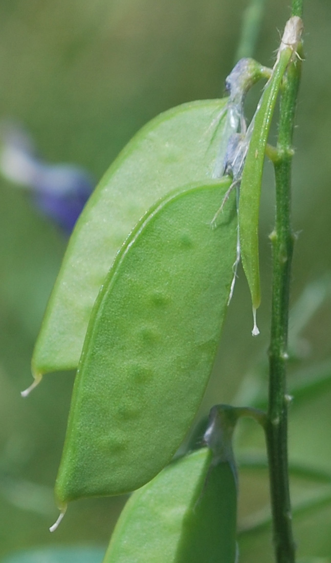 Изображение особи Vicia villosa.