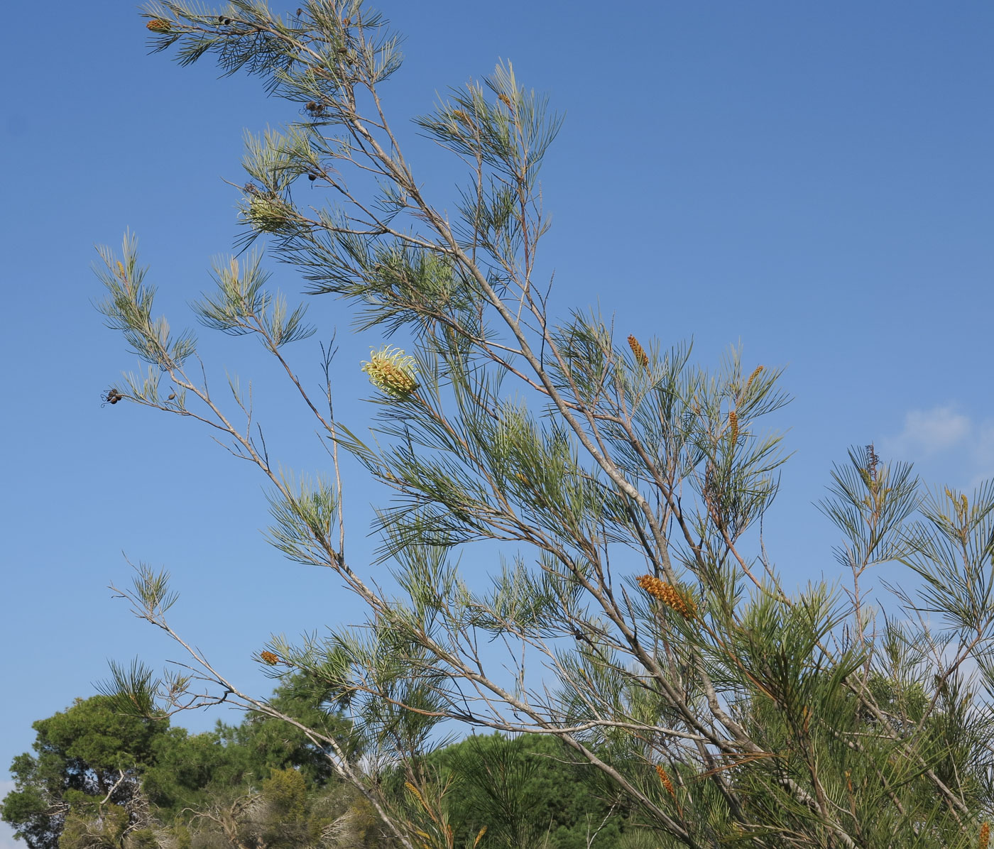 Изображение особи Grevillea hodgei.