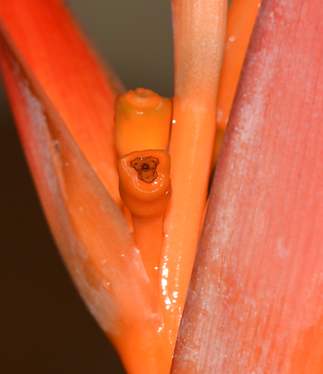 Изображение особи Heliconia psittacorum.