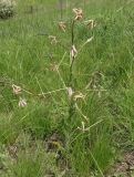 Hesperis tristis. Цветущее растение. Украина, г. Запорожье, южный край балки возле с. Малышевка, разнотравная степь. 03.05.2016.