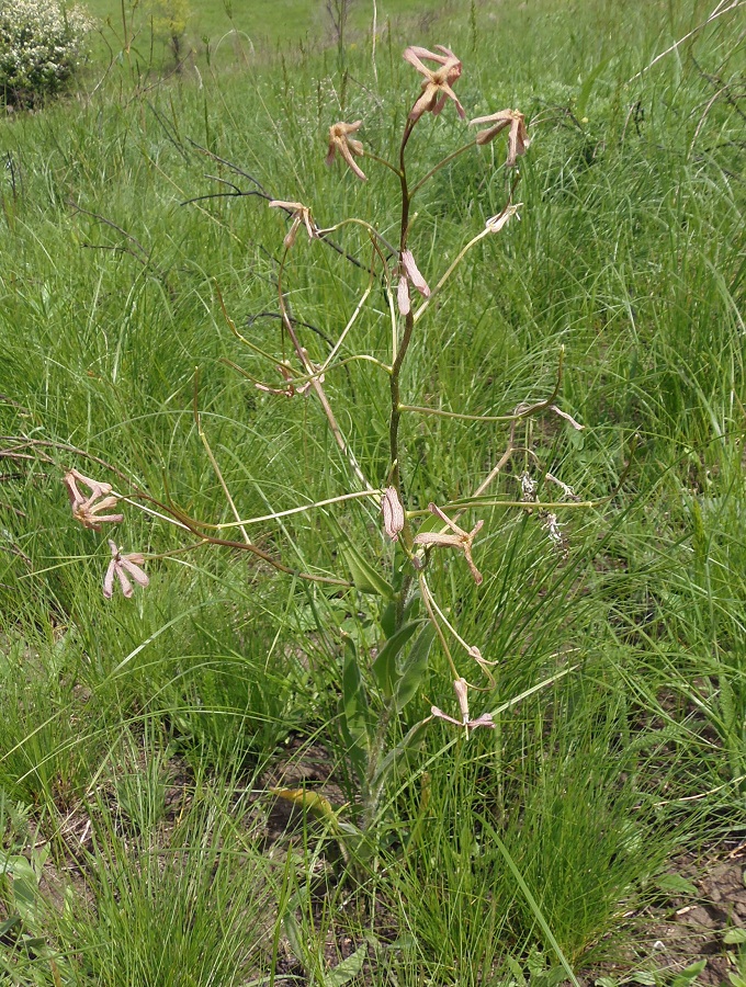 Image of Hesperis tristis specimen.