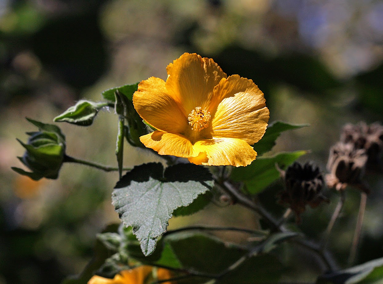 Изображение особи Abutilon grandifolium.