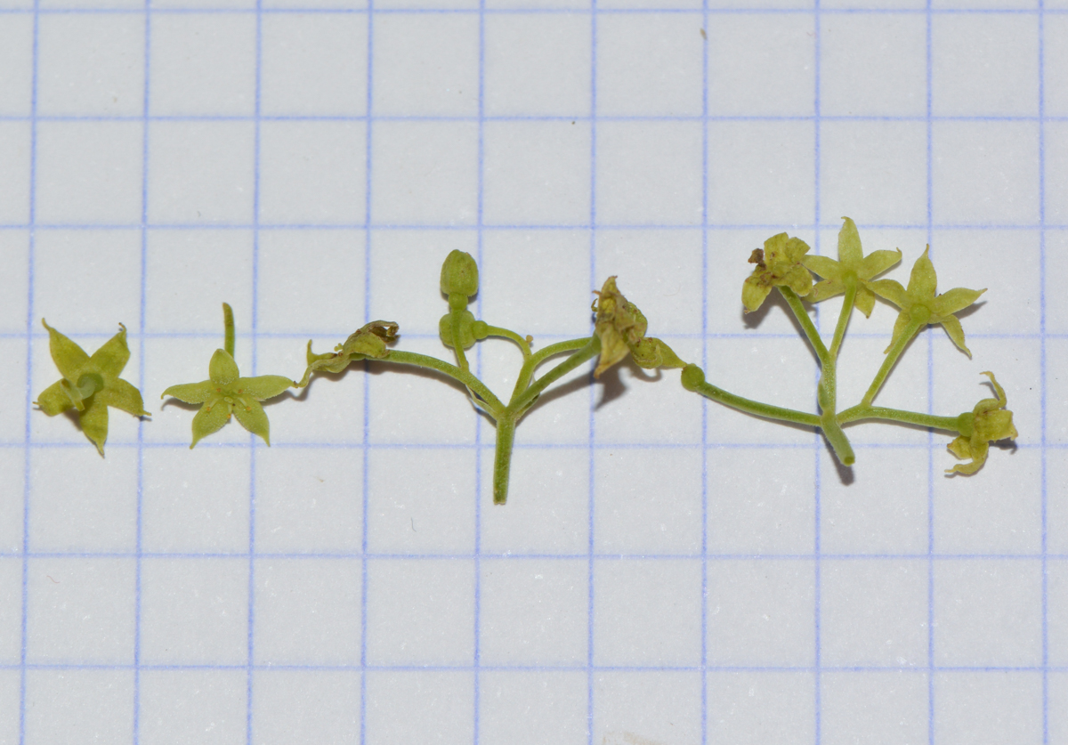 Image of Rubia tenuifolia specimen.