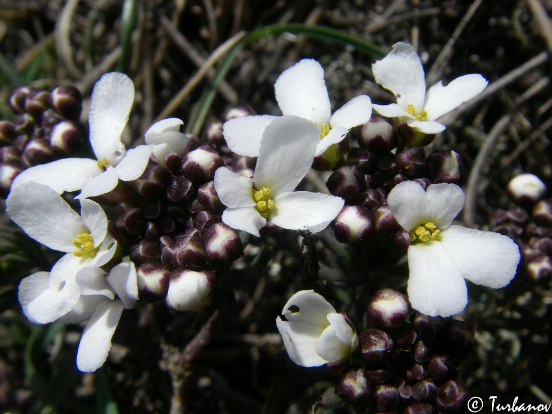 Изображение особи Iberis saxatilis.