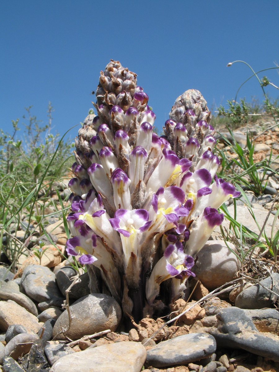 Image of Cistanche salsa specimen.