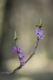Image of taxon representative. Author is Владимир Брюхов