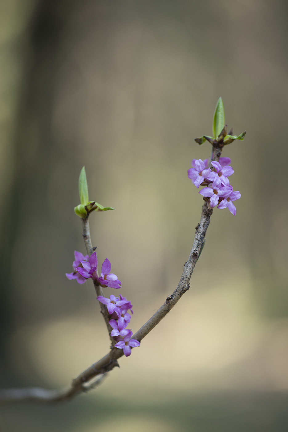 Image of Daphne mezereum specimen.