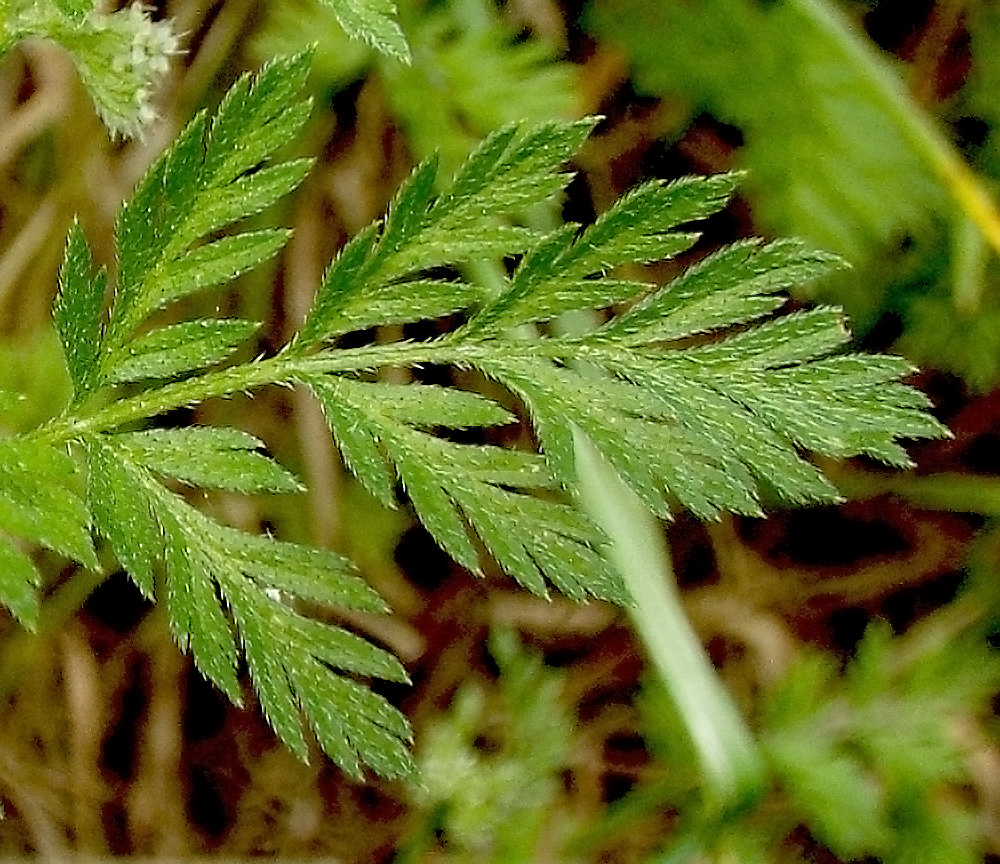 Изображение особи Torilis nodosa.