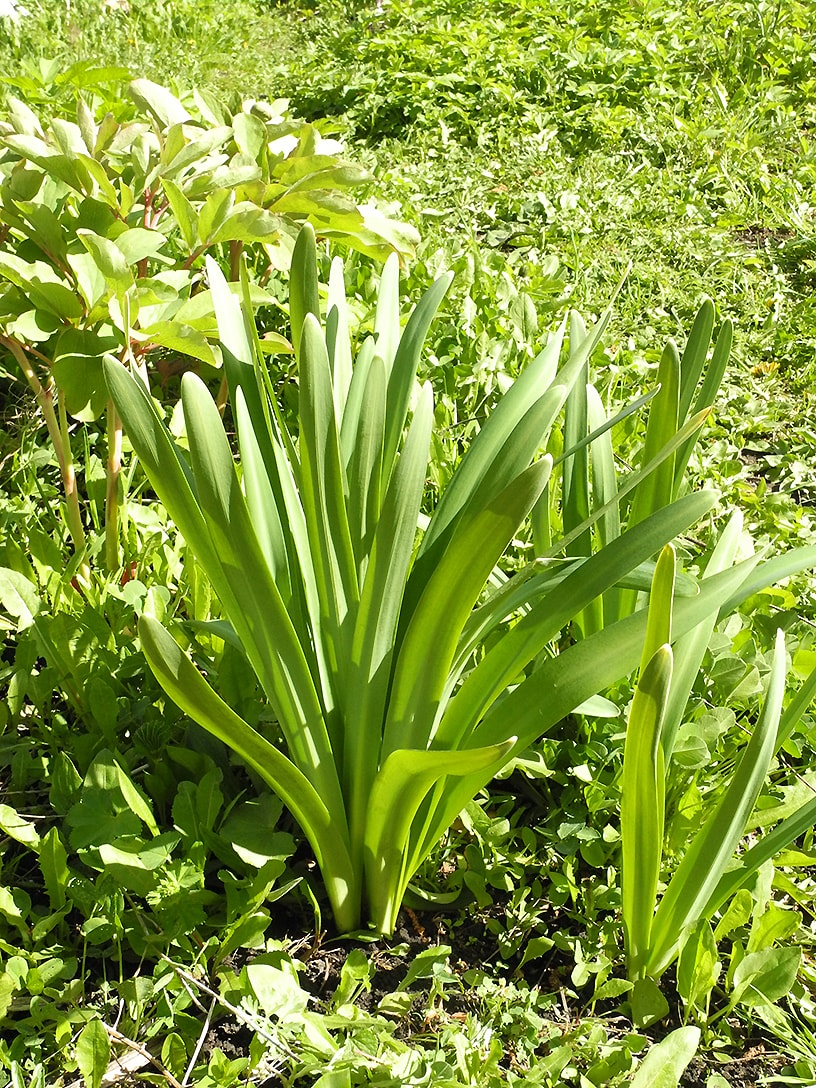 Image of Lycoris squamigera specimen.
