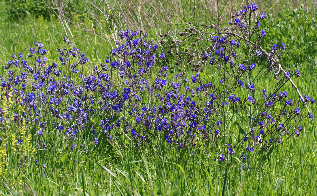 Image of Anchusa azurea specimen.