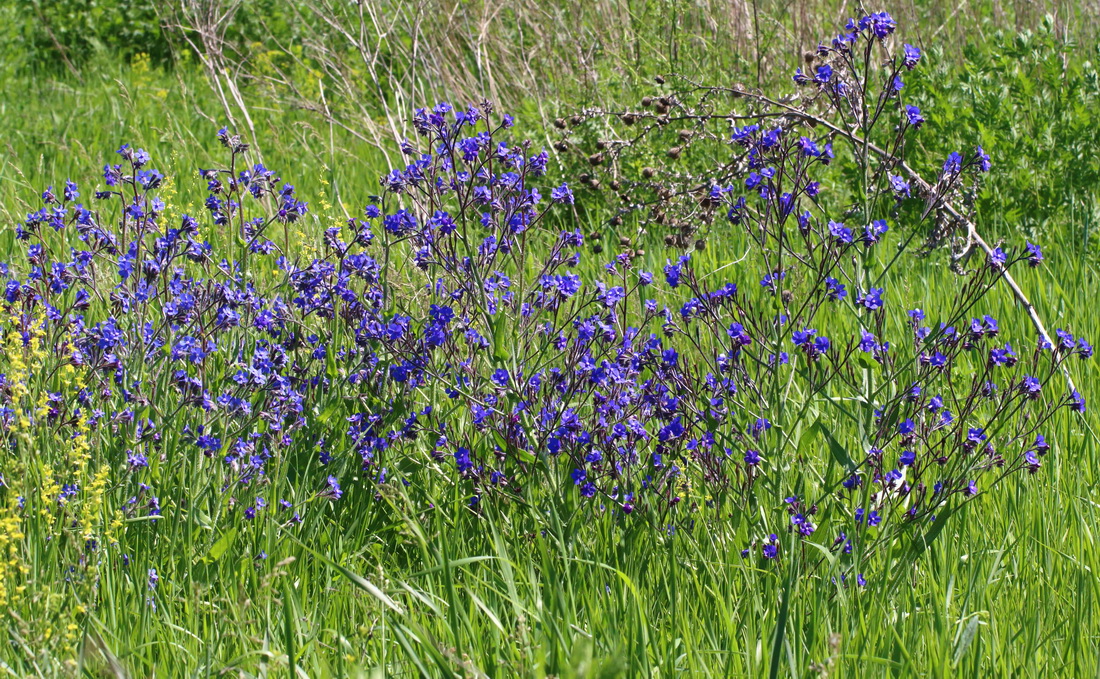 Изображение особи Anchusa azurea.