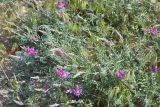 Astragalus подвид eupatoricus