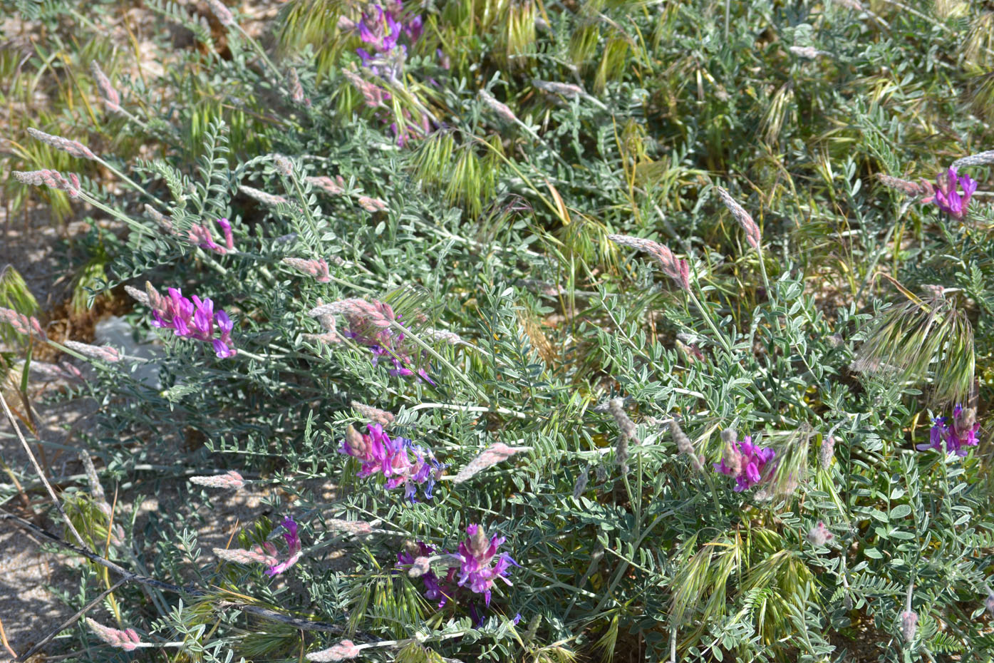 Изображение особи Astragalus varius ssp. eupatoricus.