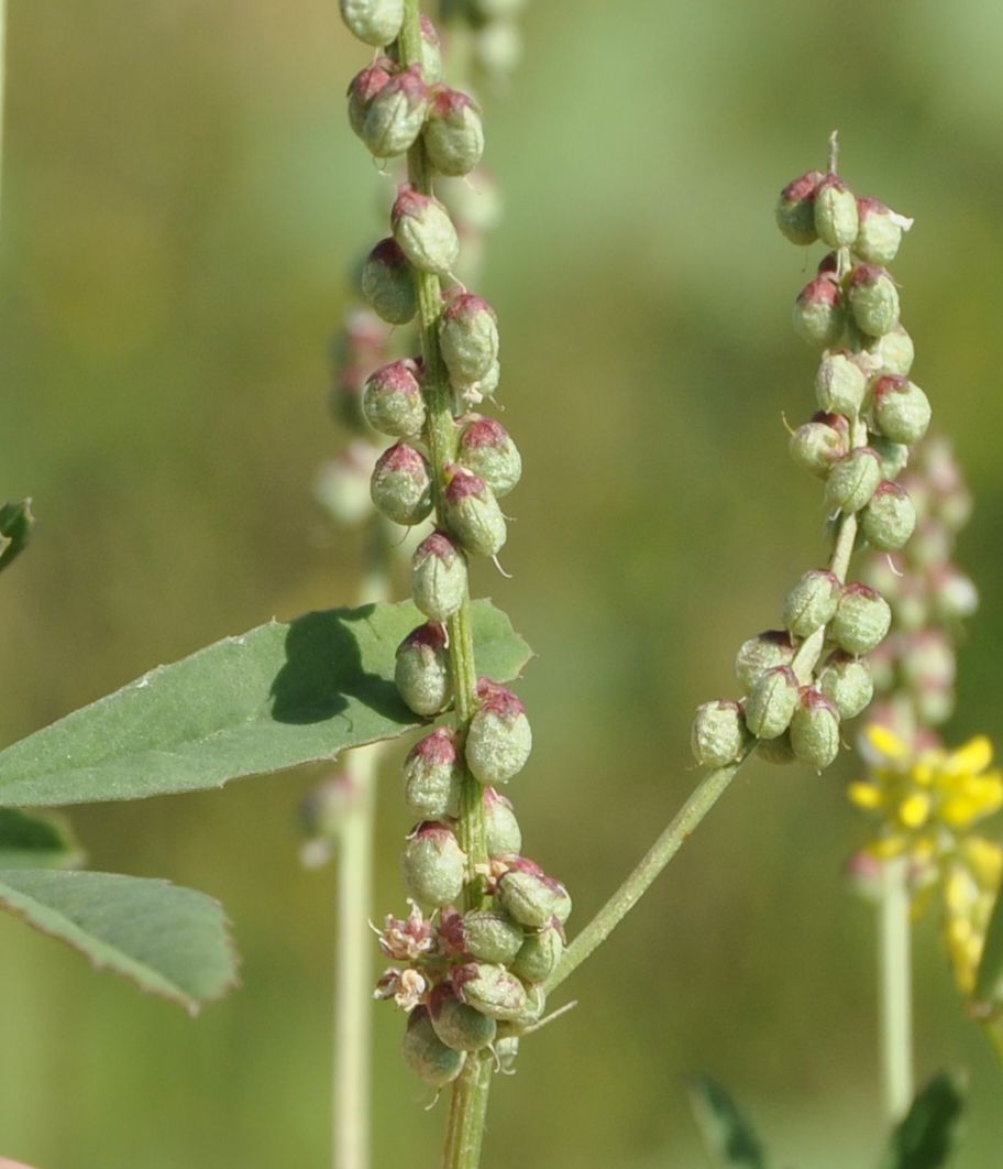 Изображение особи Melilotus indicus.