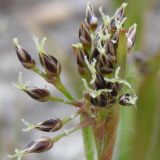 Luzula pilosa