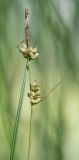 Carex globularis