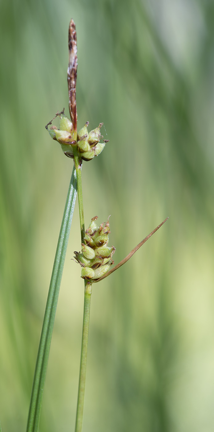 Image of Carex globularis specimen.