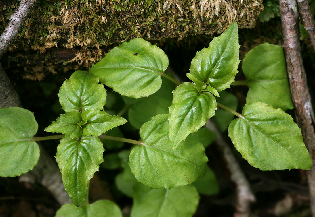 Изображение особи Circaea alpina.