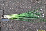 Allium schoenoprasum