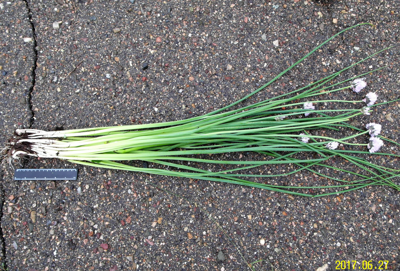 Изображение особи Allium schoenoprasum.