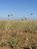 Allium regelianum. Плодоносящие растения. Крым, Керченский п-ов, окр. мыса Чауда, опустыненная степь. 21 июля 2017 г.