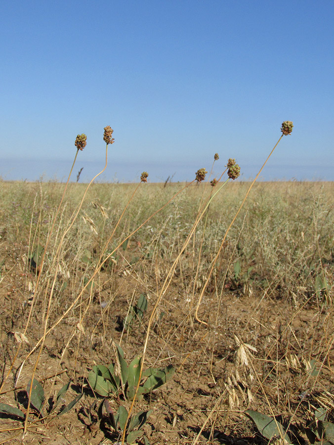 Изображение особи Allium regelianum.