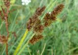 genus Carex