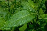 Nicotiana alata