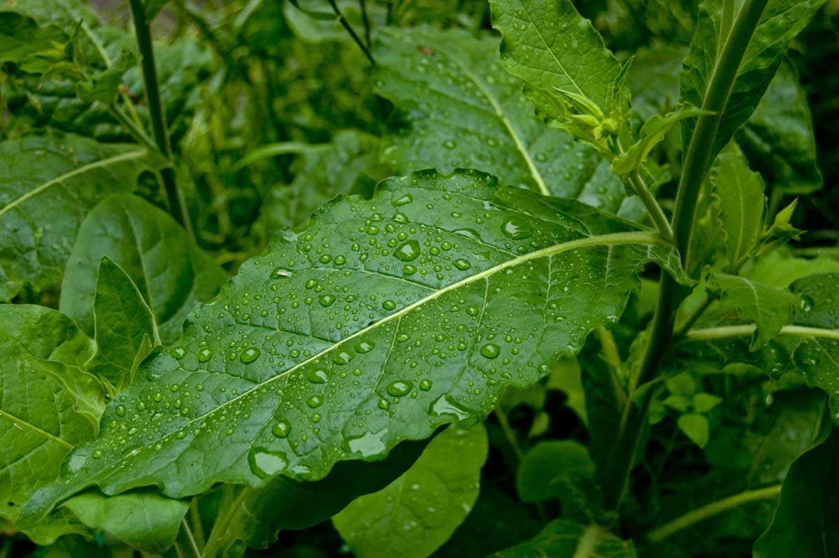 Image of Nicotiana alata specimen.