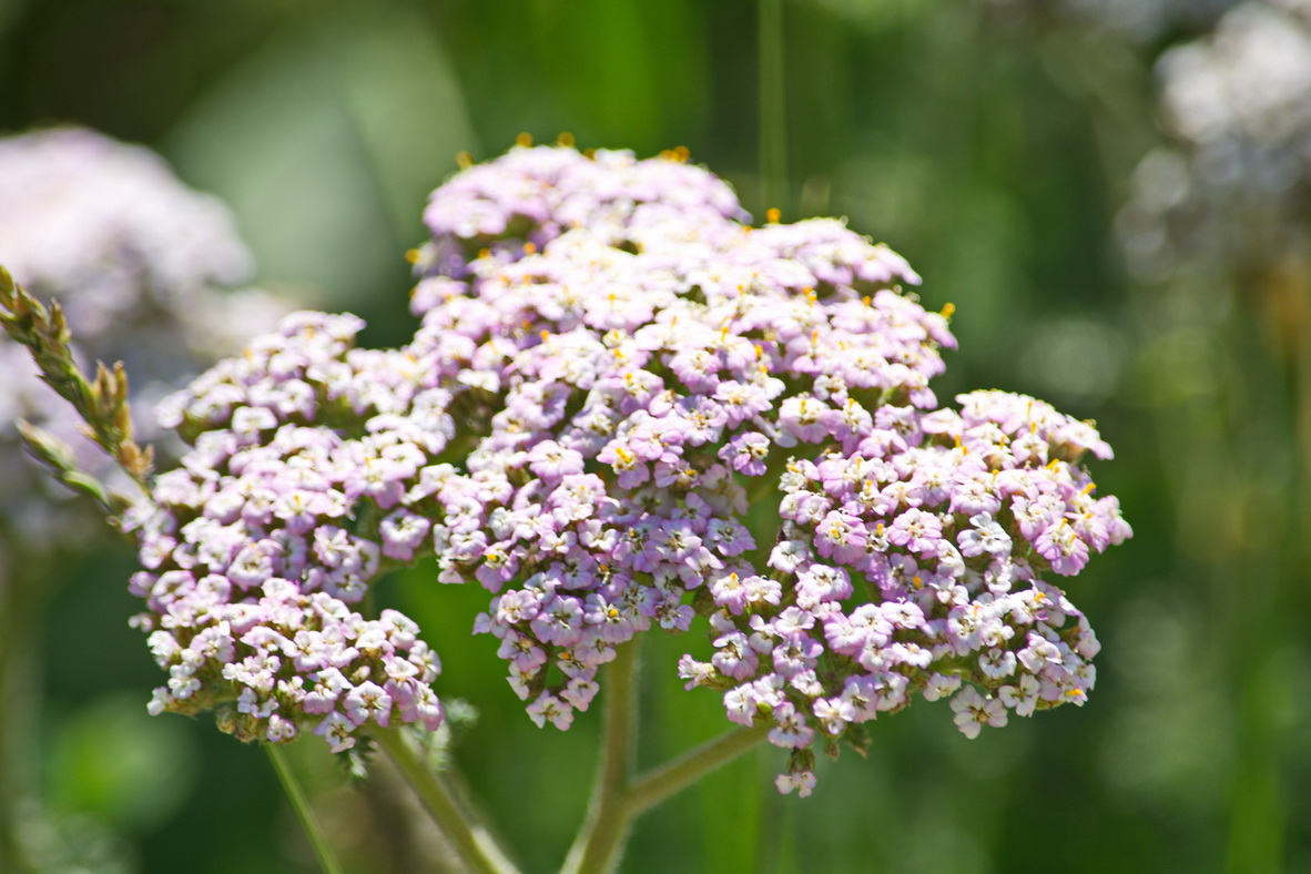 Image of Achillea millefolium specimen.