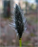 Eriophorum vaginatum. Распускающееся соцветие. Чувашия, окр. г. Шумерля, лесной массив \"Торф\". 19 апреля 2010 г.