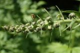 Aconitum septentrionale