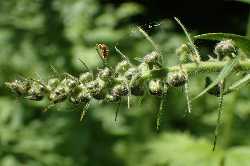 Image of Aconitum septentrionale specimen.