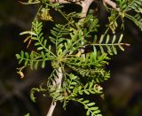 Bursera microphylla. Побег. Израиль, впадина Мёртвого моря, киббуц Эйн-Геди. 24.04.2017.