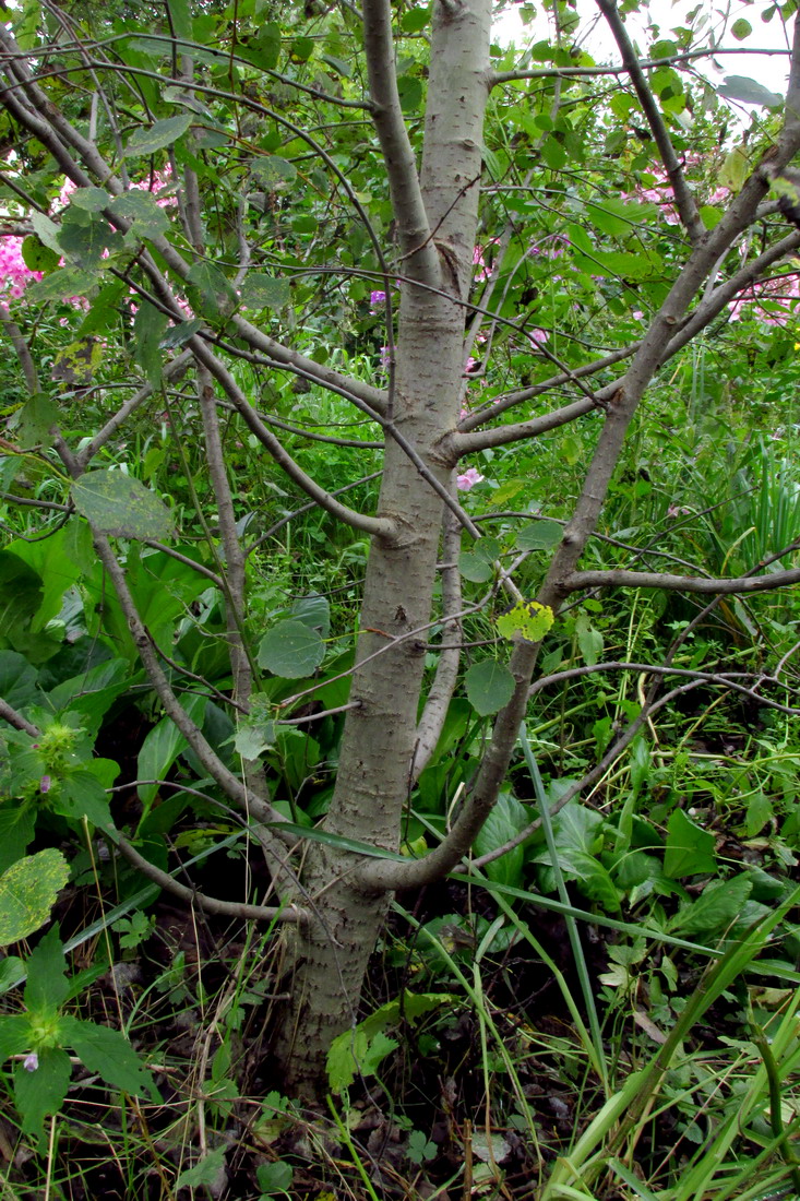 Изображение особи Populus tremula.