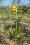 Primula veris