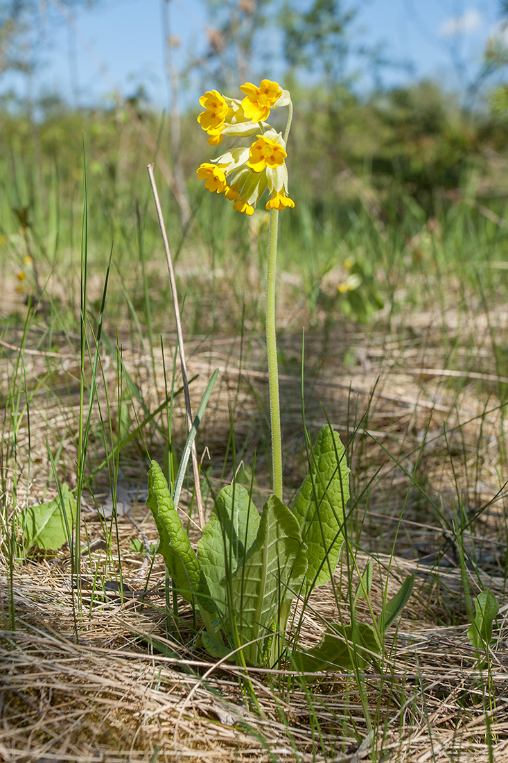 Image of Primula veris specimen.