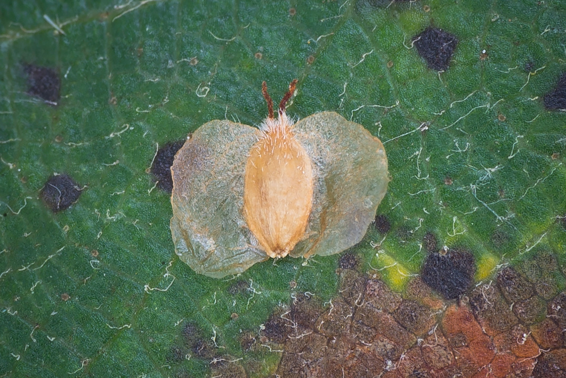 Image of Betula × aurata specimen.