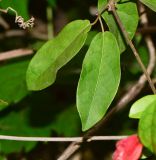 Bignonia capreolata