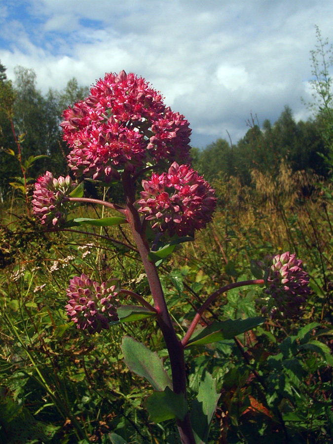 Изображение особи Hylotelephium triphyllum.