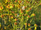 Senecio erucifolius