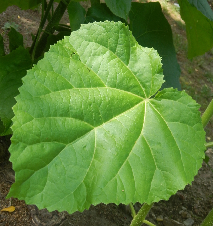 Image of Paulownia tomentosa specimen.