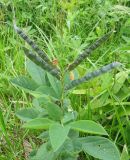 Thermopsis lupinoides