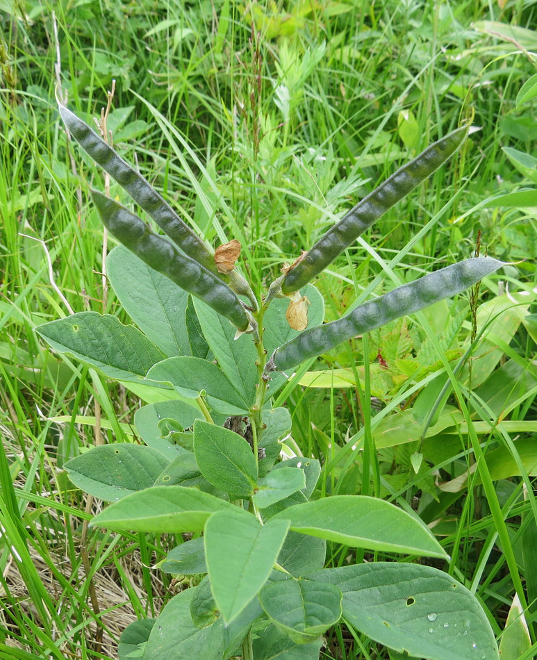 Image of Thermopsis lupinoides specimen.