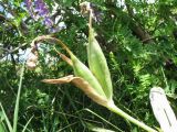 Iris korolkowii