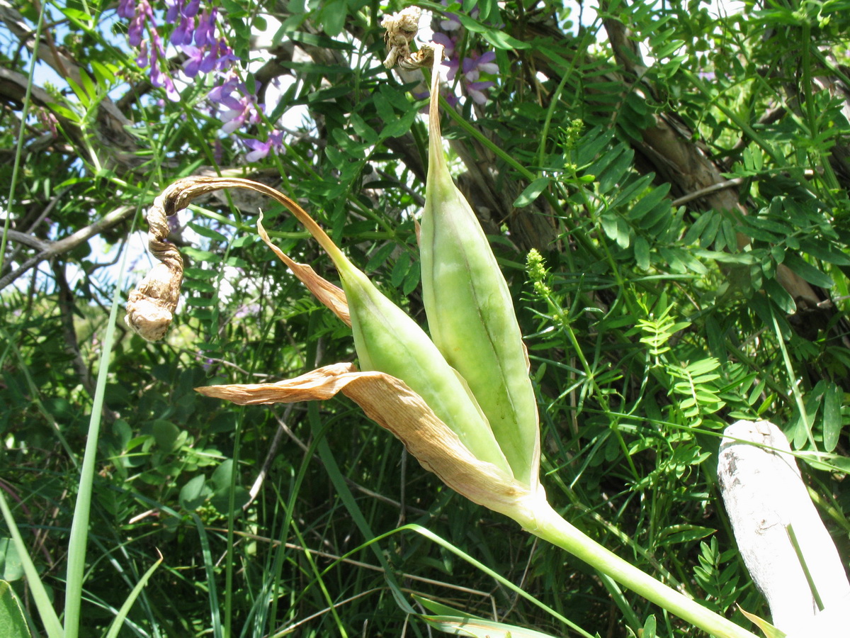Image of Iris korolkowii specimen.