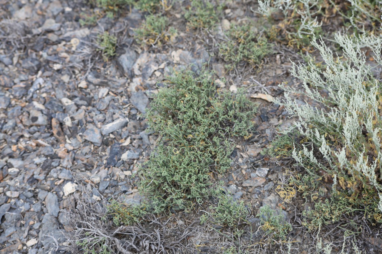 Image of Ephedra distachya specimen.