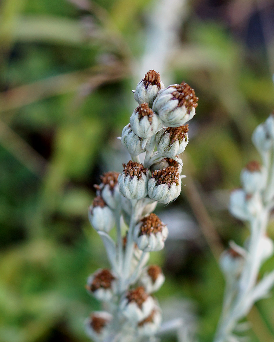 Изображение особи Artemisia stelleriana.