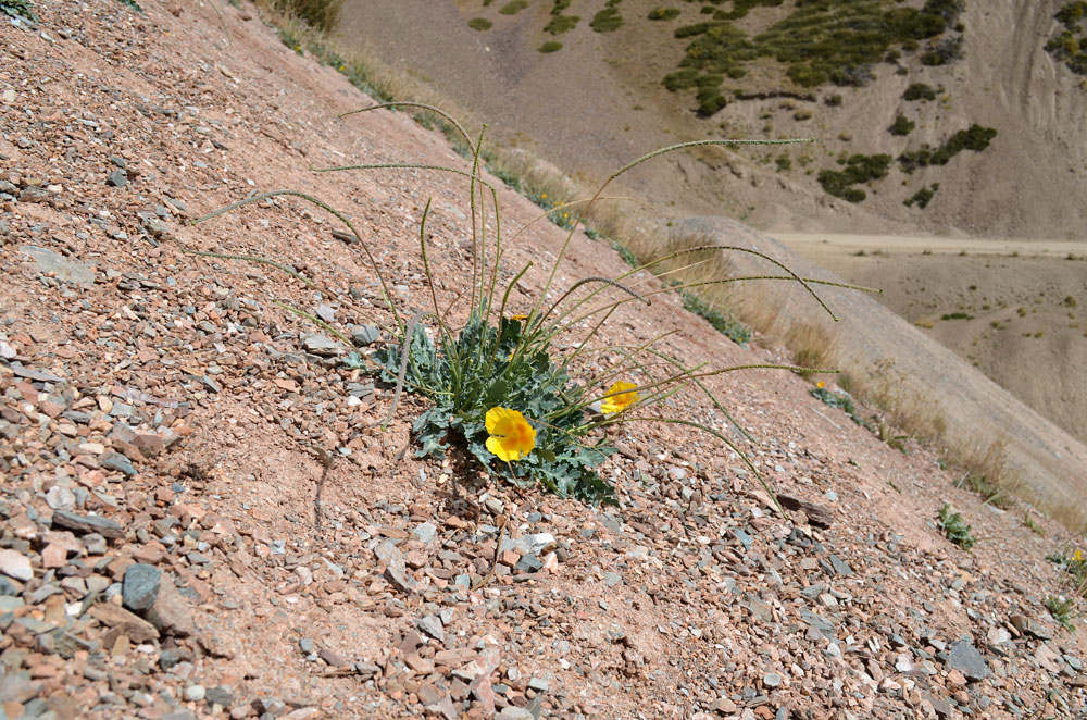 Image of Glaucium squamigerum specimen.